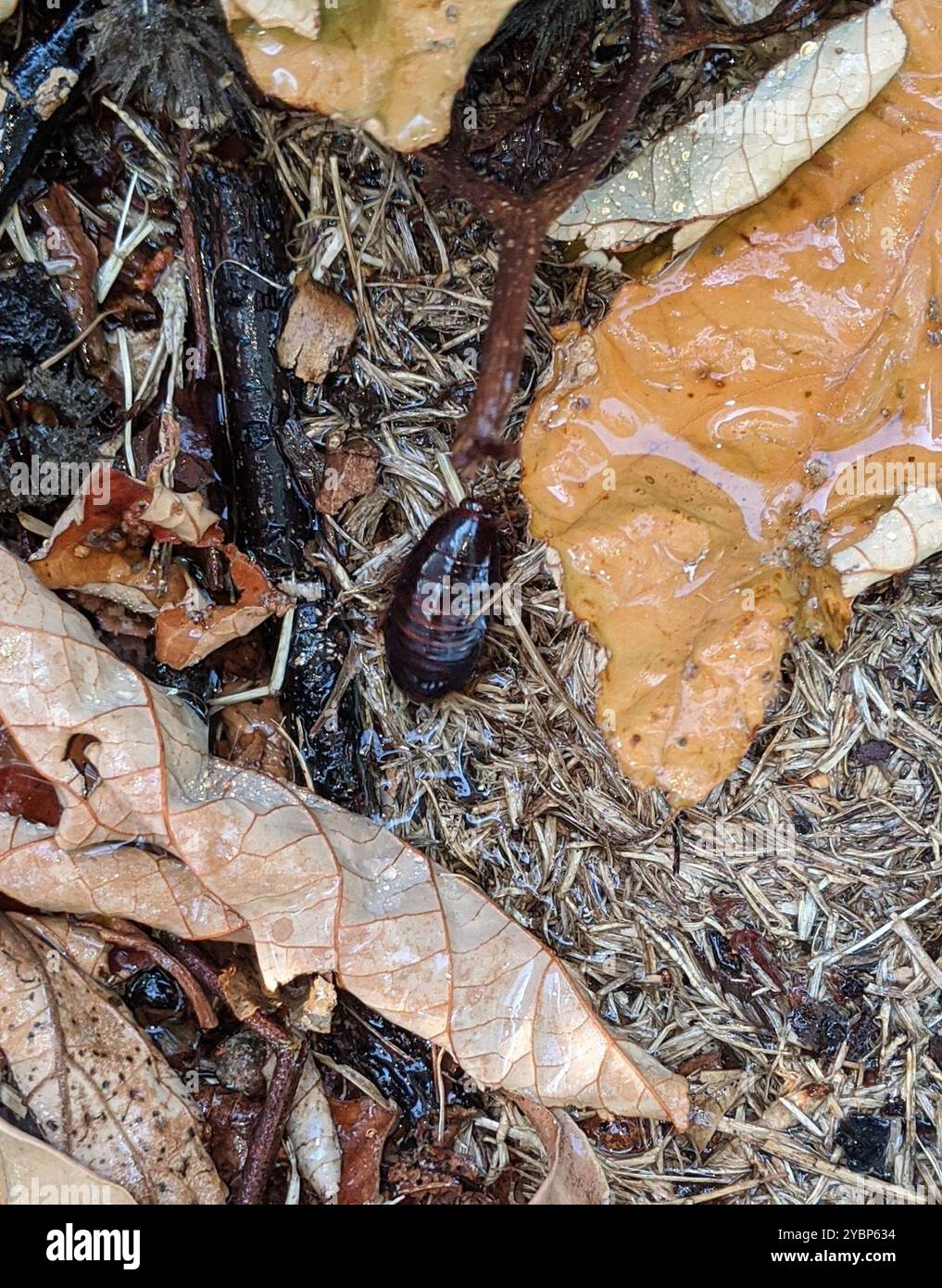 Household Cockroaches (Blattidae) Insecta Stock Photo - Alamy