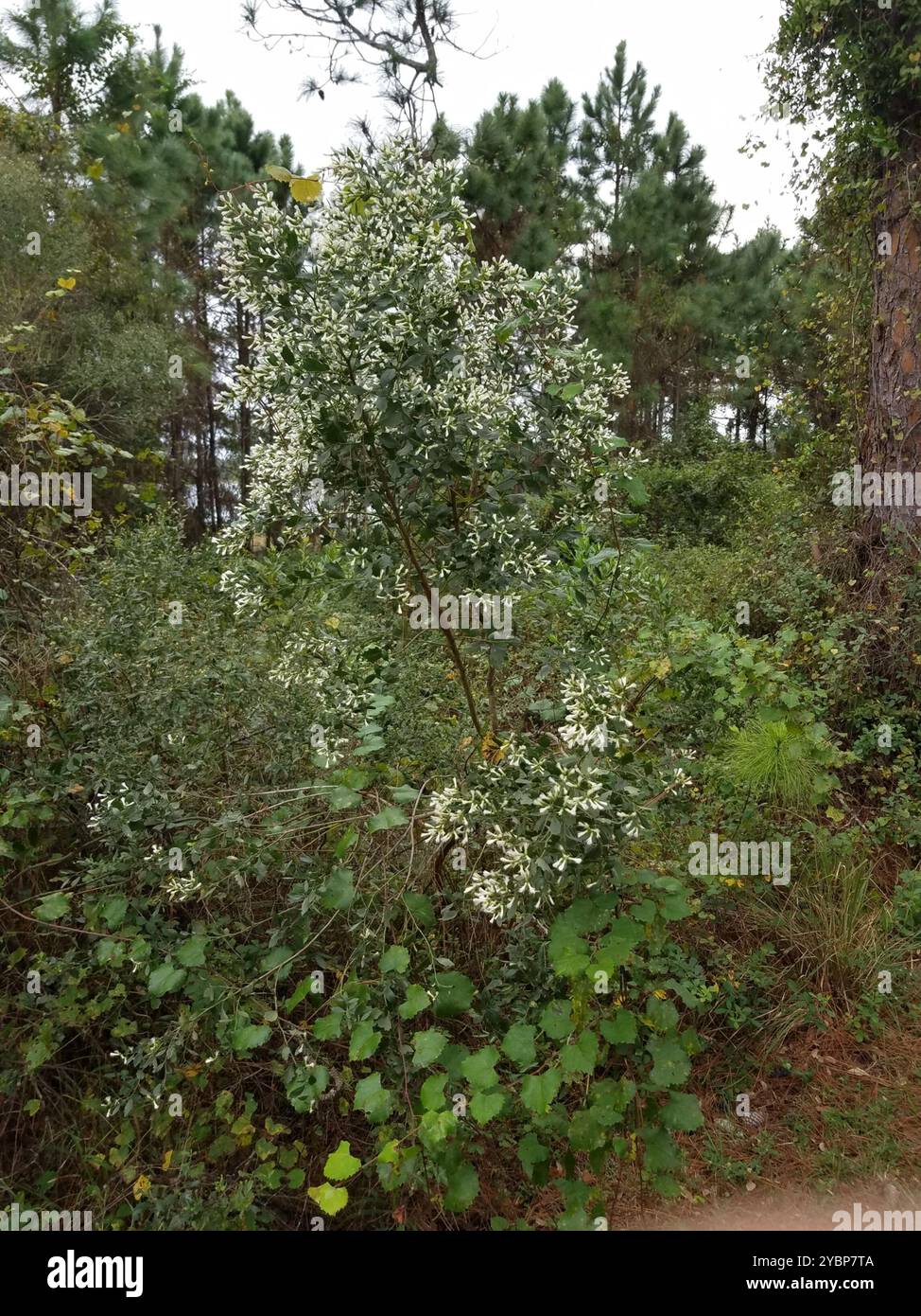 groundsel tree (Baccharis halimifolia) Plantae Stock Photo - Alamy