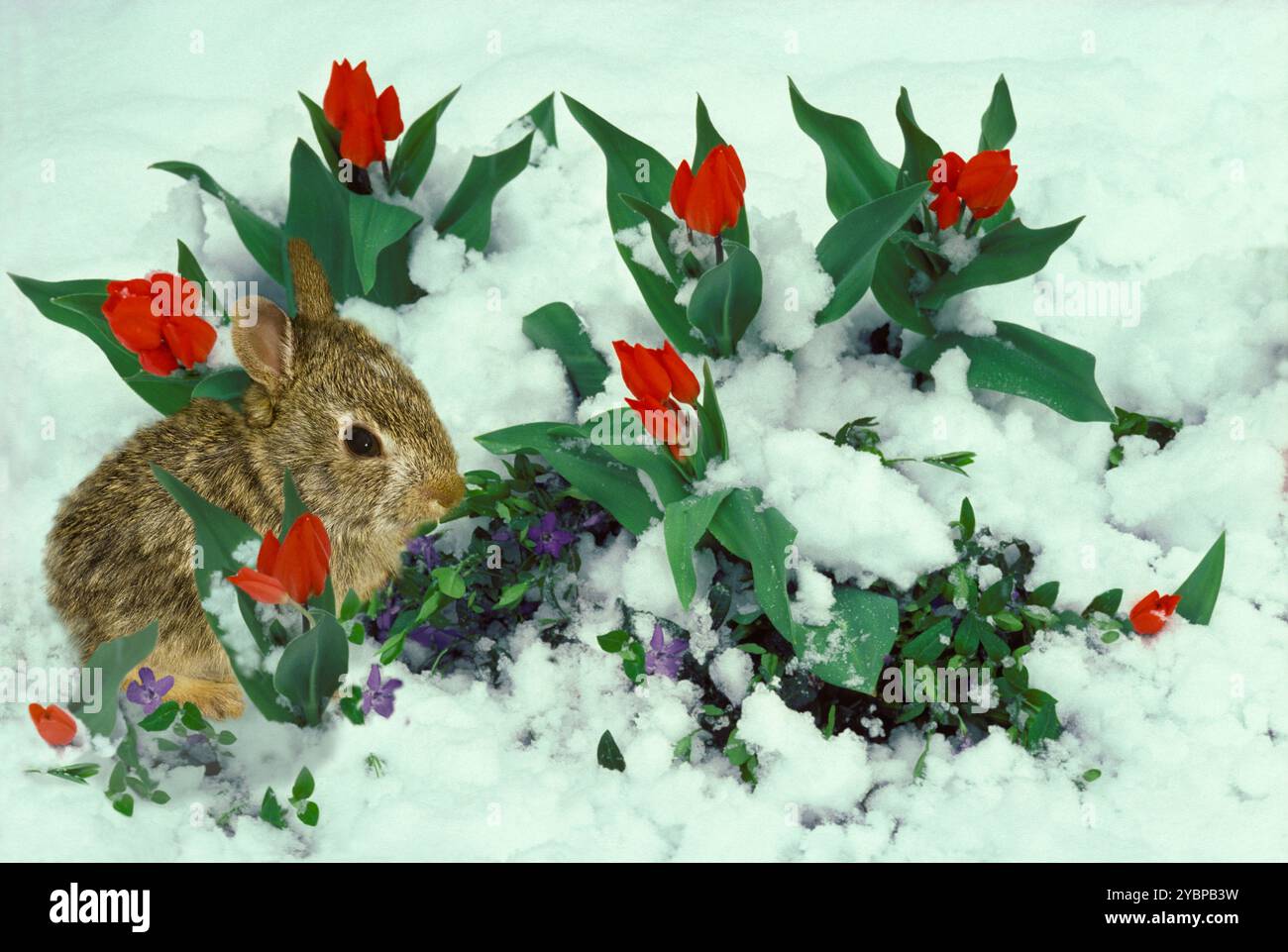 Periwinkle Rabbit Snow Rabbit Spring Rabbit