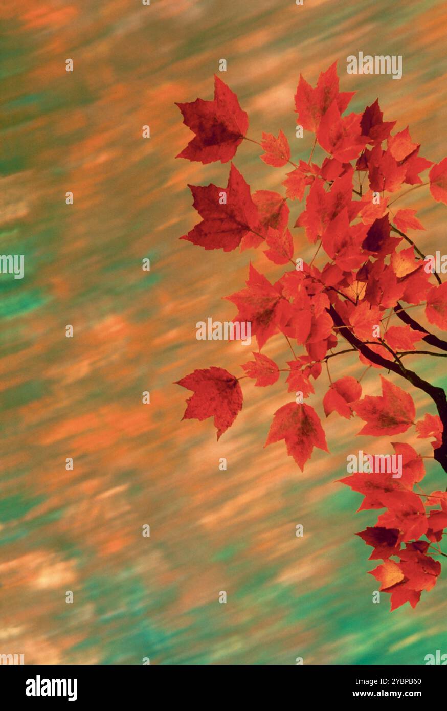 Fall maple tree (Acer Saccharum) in focus with blurred background Stock ...