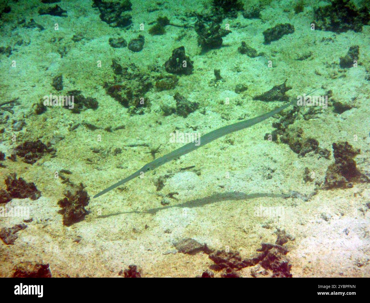 Bluespotted Cornetfish (Fistularia commersonii) Actinopterygii Stock ...
