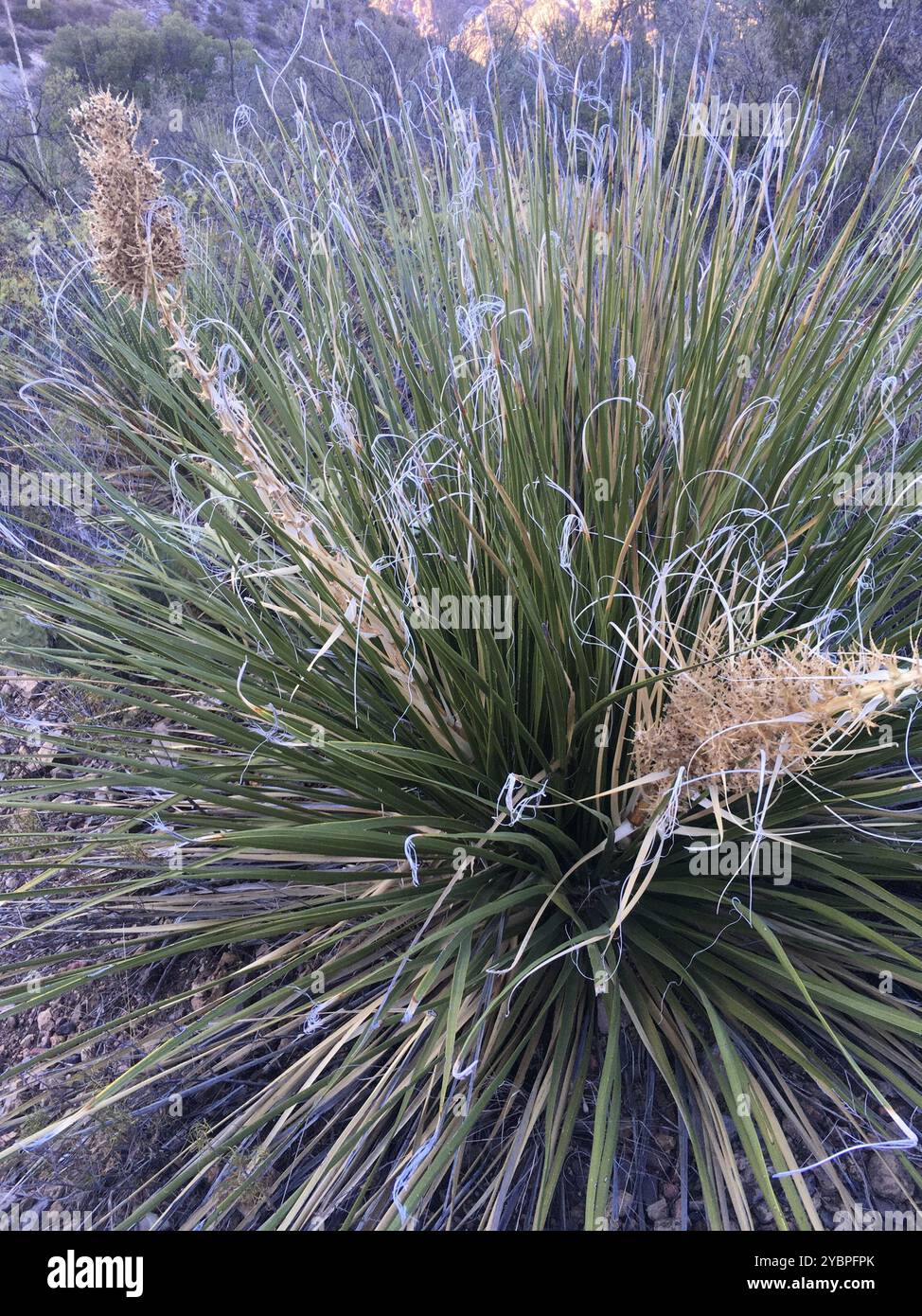 Foothill Beargrass (Nolina erumpens) Plantae Stock Photo - Alamy
