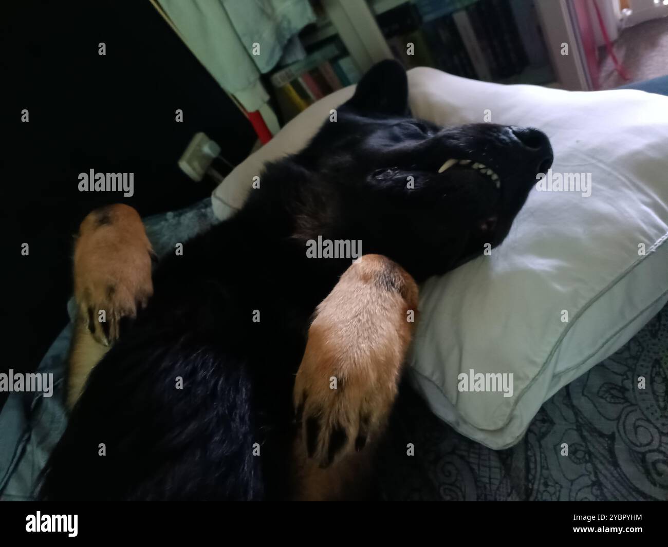 Sleeping german shepherd, just chilling Stock Photo - Alamy