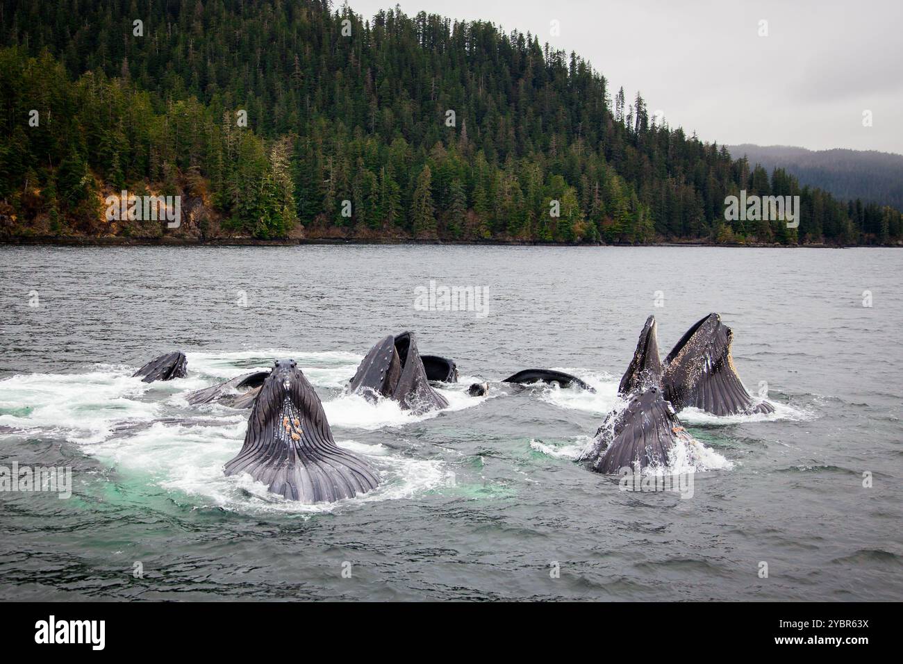 Humpback whales feeding in Southeast Alaska Stock Photo Alamy