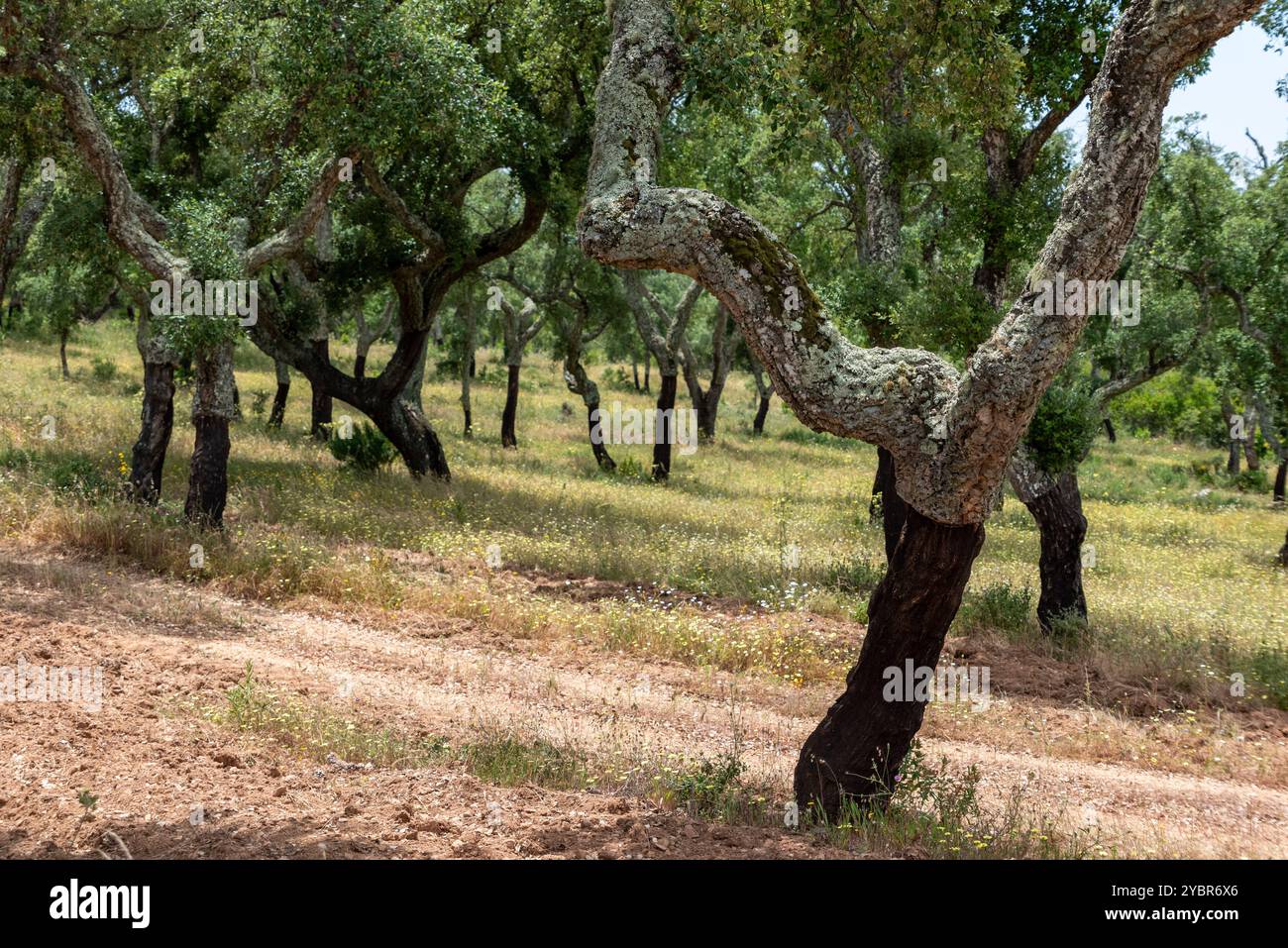 Plantation of corc trees close to Evora, the iconic Portuguese ...