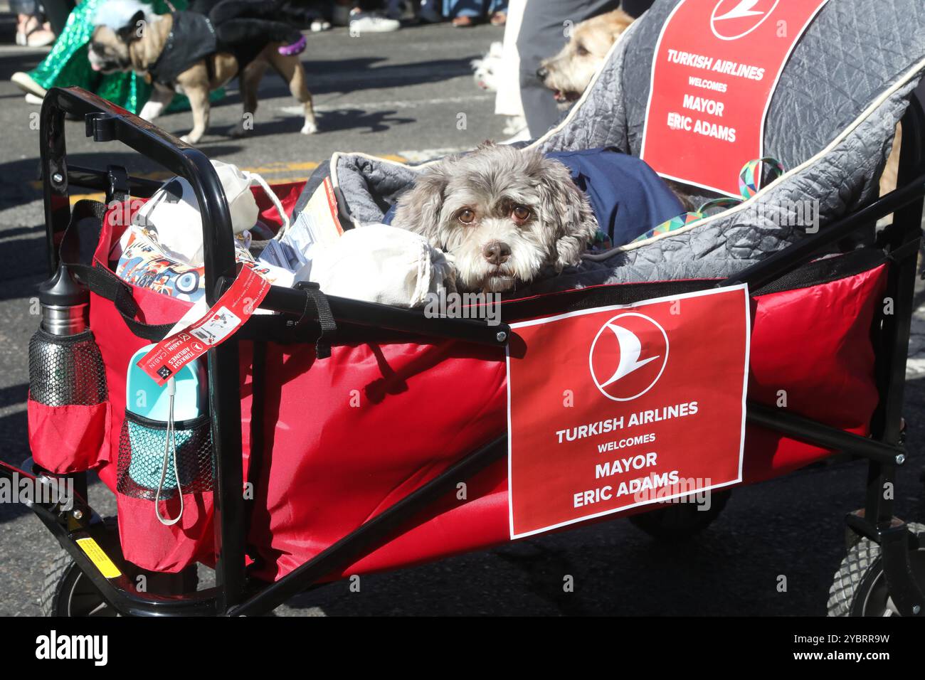 dog-in-costume-being-pulled-in-turkish-airlines-labeled-wagon-welcoming