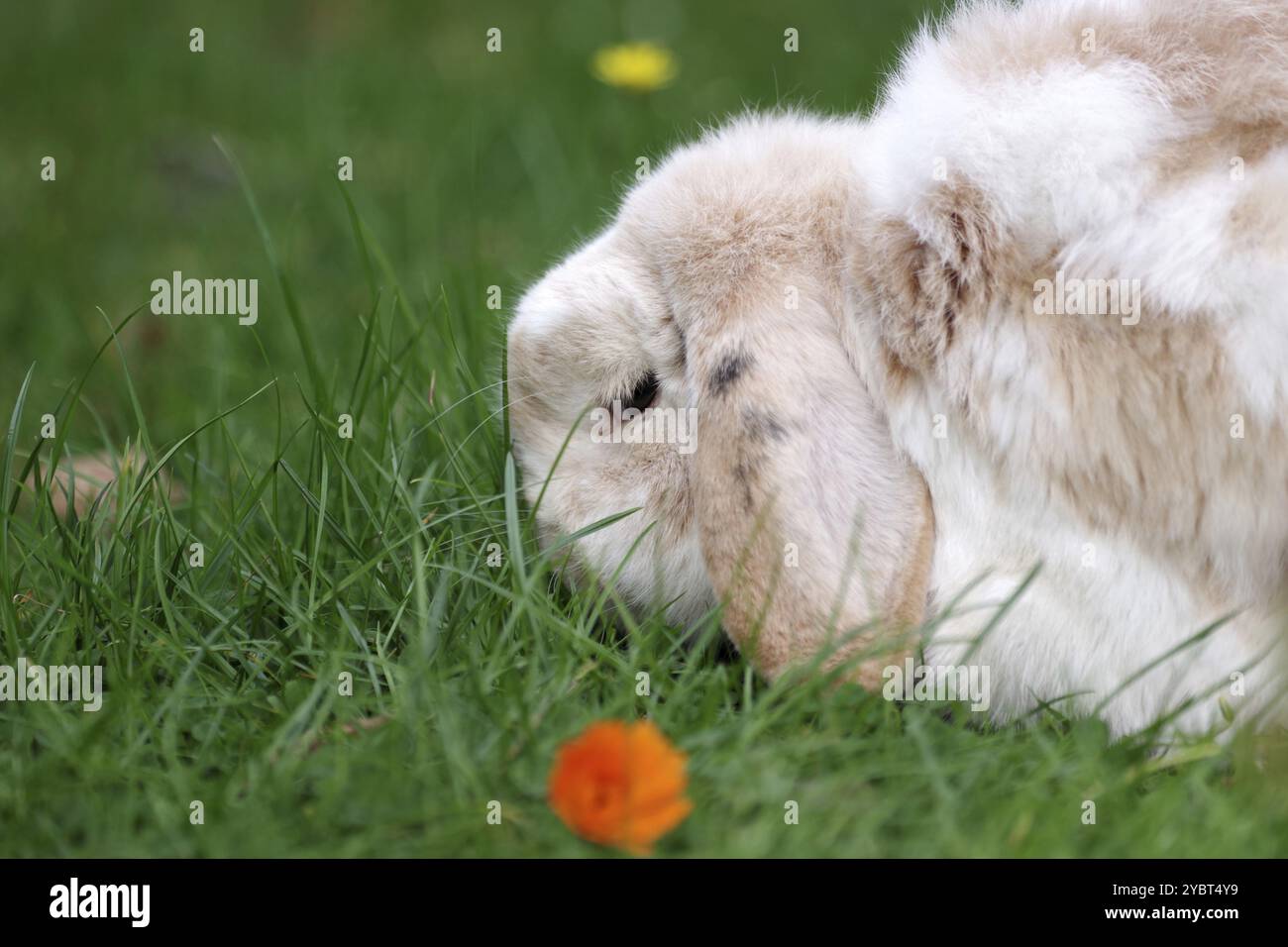 Ram rabbit (Oryctolagus cuniculus), rabbit, floppy ears, eating, meadow ...