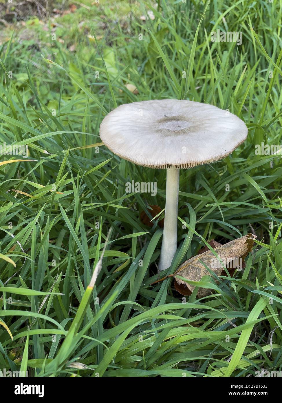 Toadstool poisonous mushroom Willow Shield mushroom (Pluteus salicinus ...