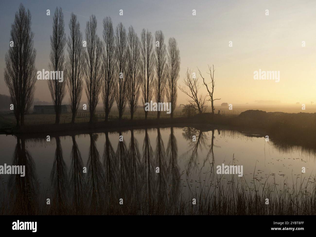 Tree line reflecting in pond hi-res stock photography and images - Alamy