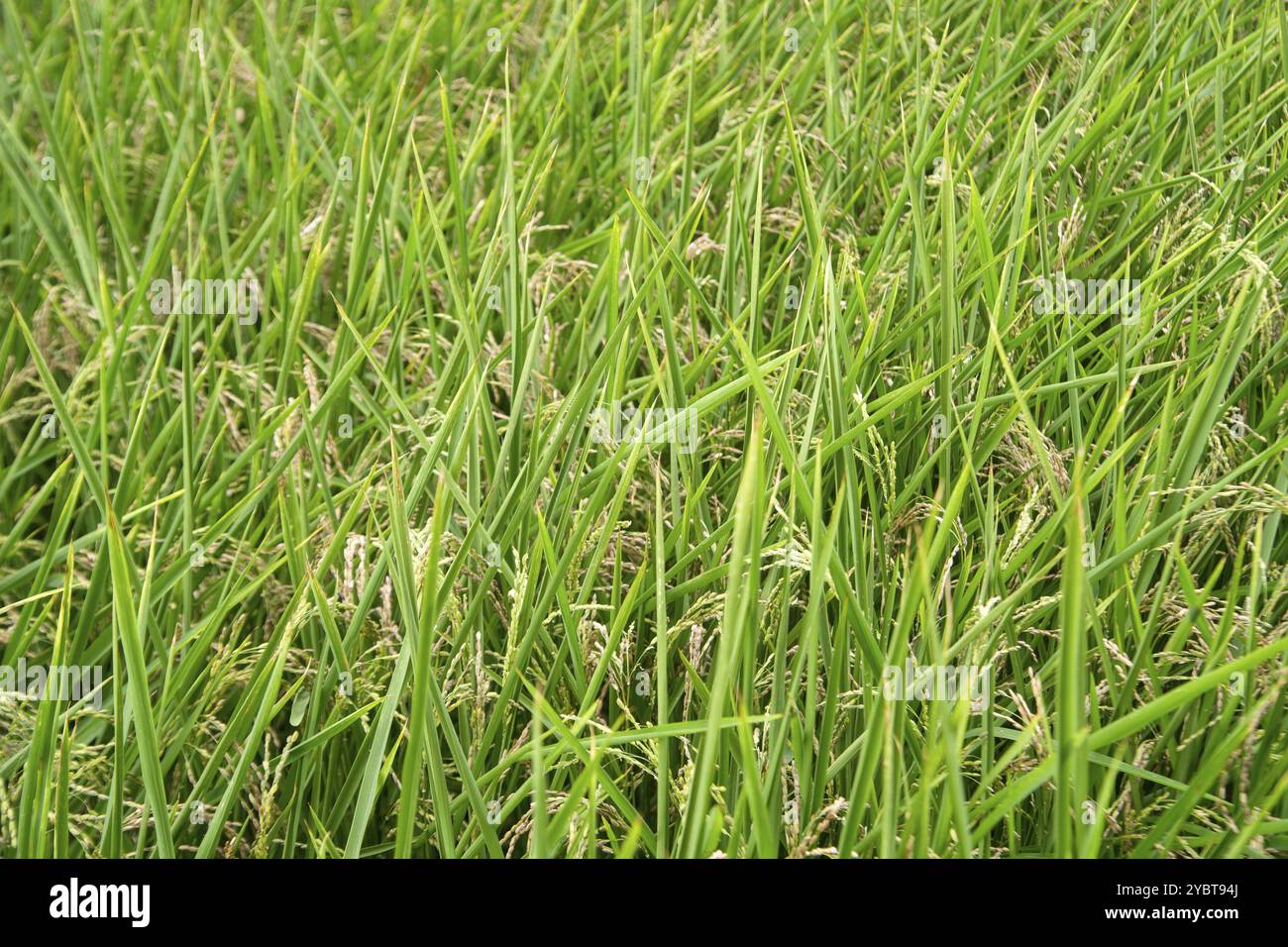 Just before harvest of rice hi-res stock photography and images - Alamy