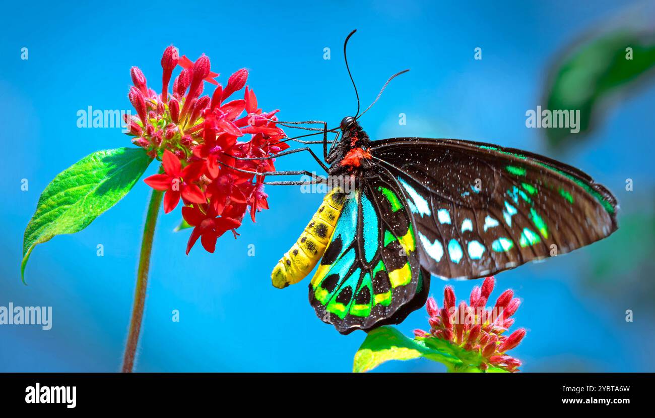 Paradise birdwing yellow hi-res stock photography and images - Alamy