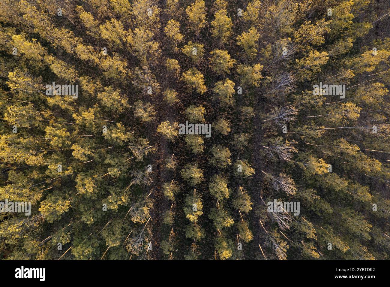 Tree trees wood topview hi-res stock photography and images - Alamy