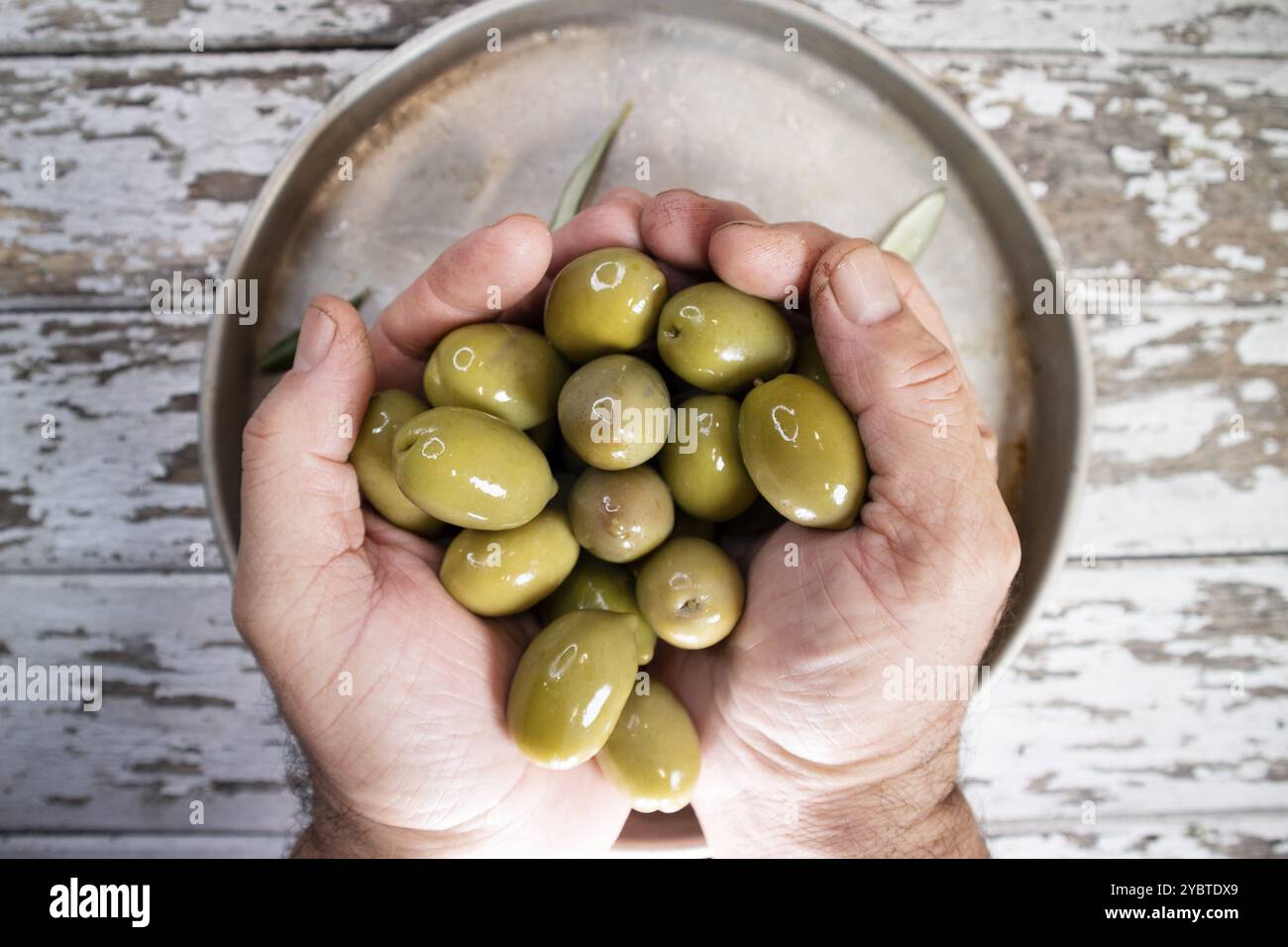 Photographic presentation of a group of green olives held by the farmer Stock Photo