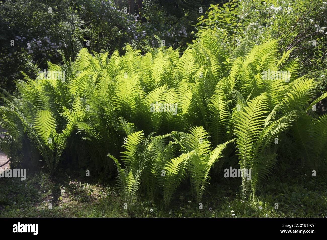 Fern garden japanese hi-res stock photography and images - Alamy
