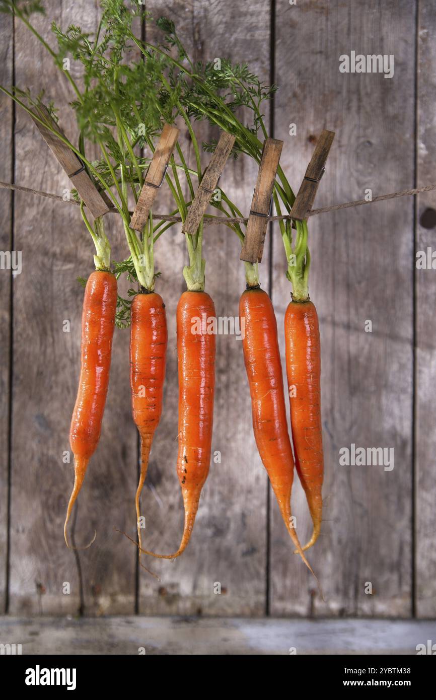 Hanging Carrots Hanging Carrots