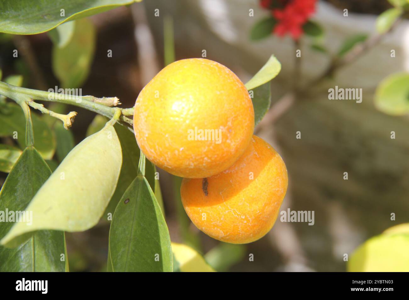 Tongheng oranges on the tree will soon be picked. Stock Photo