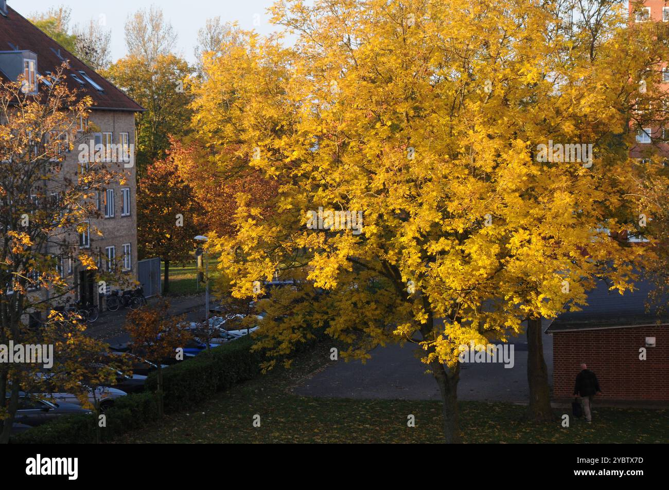 Copenhagen/ DenmarK/20 October 2024/ Yellow and brown leaves shows ...