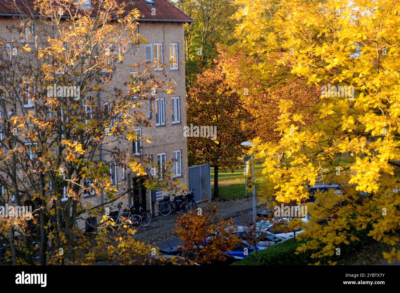 Copenhagen/ DenmarK/20 October 2024/ Yellow and brown leaves shows ...
