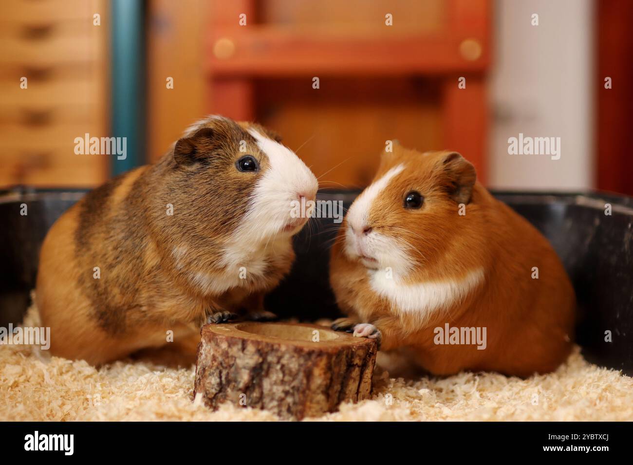 Two guinea pigs are waiting to be fed in the bowl. They are so cute Stock Photo