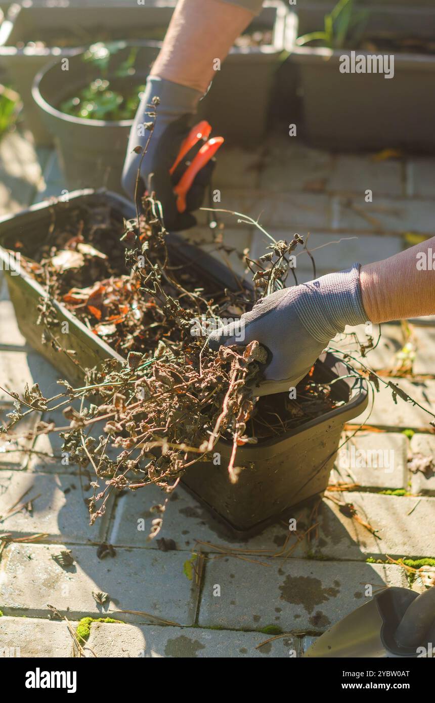 Removing weed from pot hi-res stock photography and images - Alamy