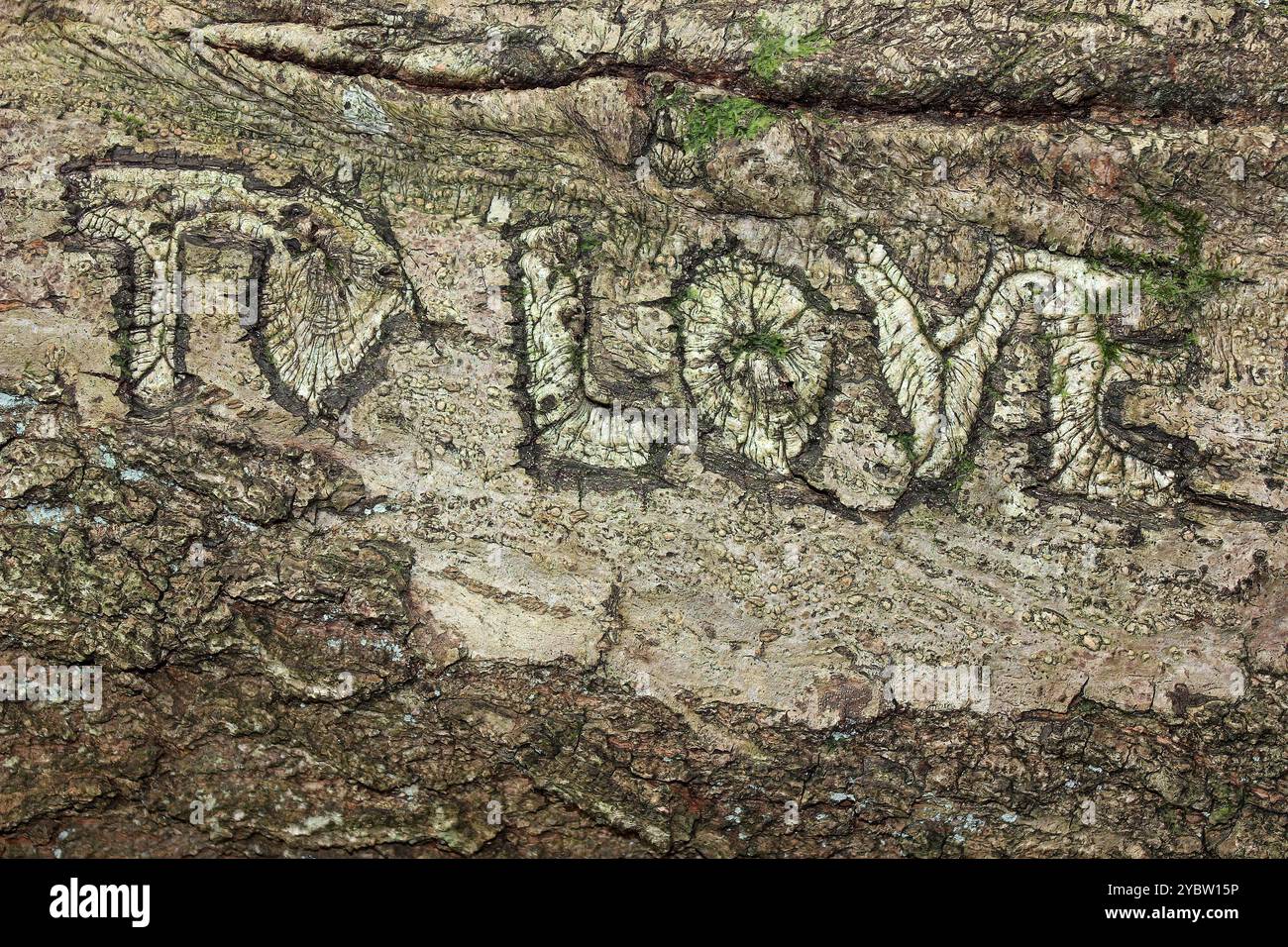 'To Love' Carved into a Tree Trunk at Dibbinsdale Nature Reserve, Spital, Wirral, UK Stock Photo