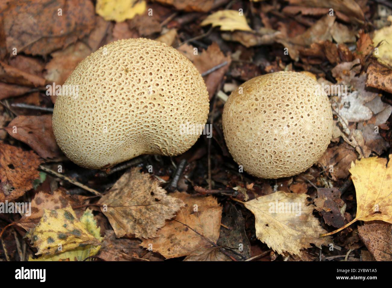 Common Earthball Scleroderma citrinum Stock Photo