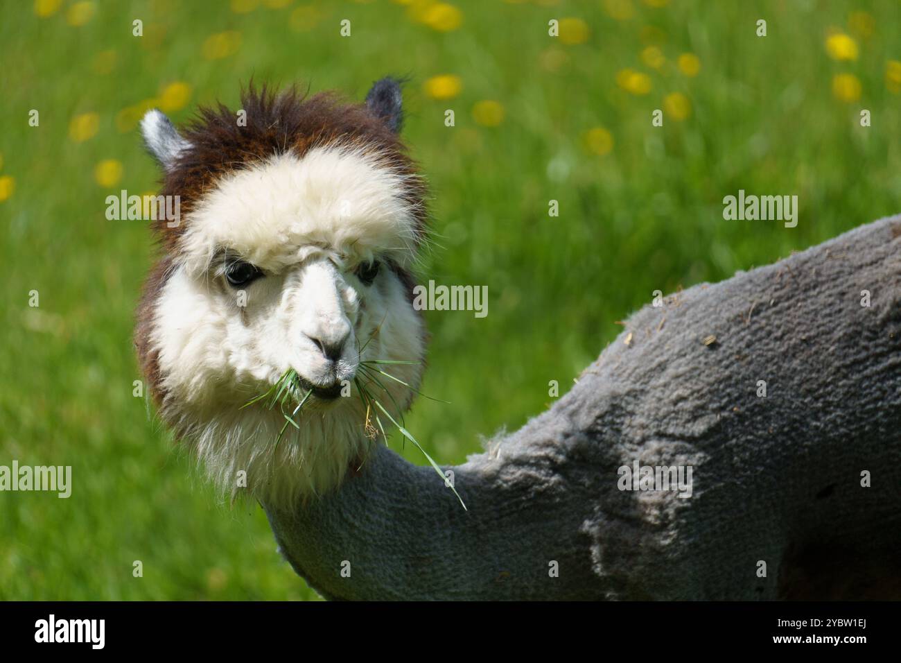 Portrait of a grey Alpaca (Vicugna pacos) freshly shorn, eating grass Stock Photo