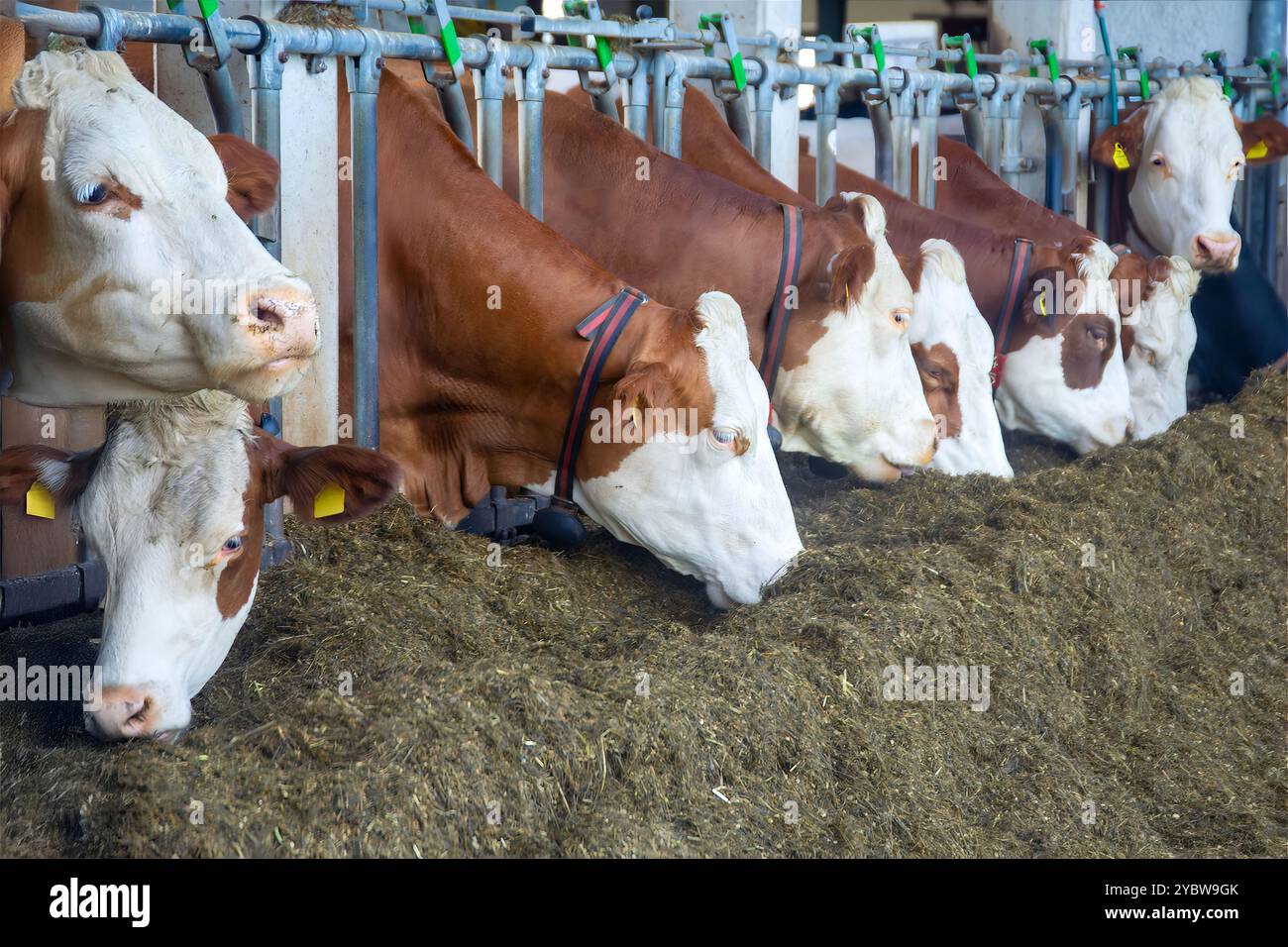 Dairy cows in a dairy farmers barn Stock Photo - Alamy