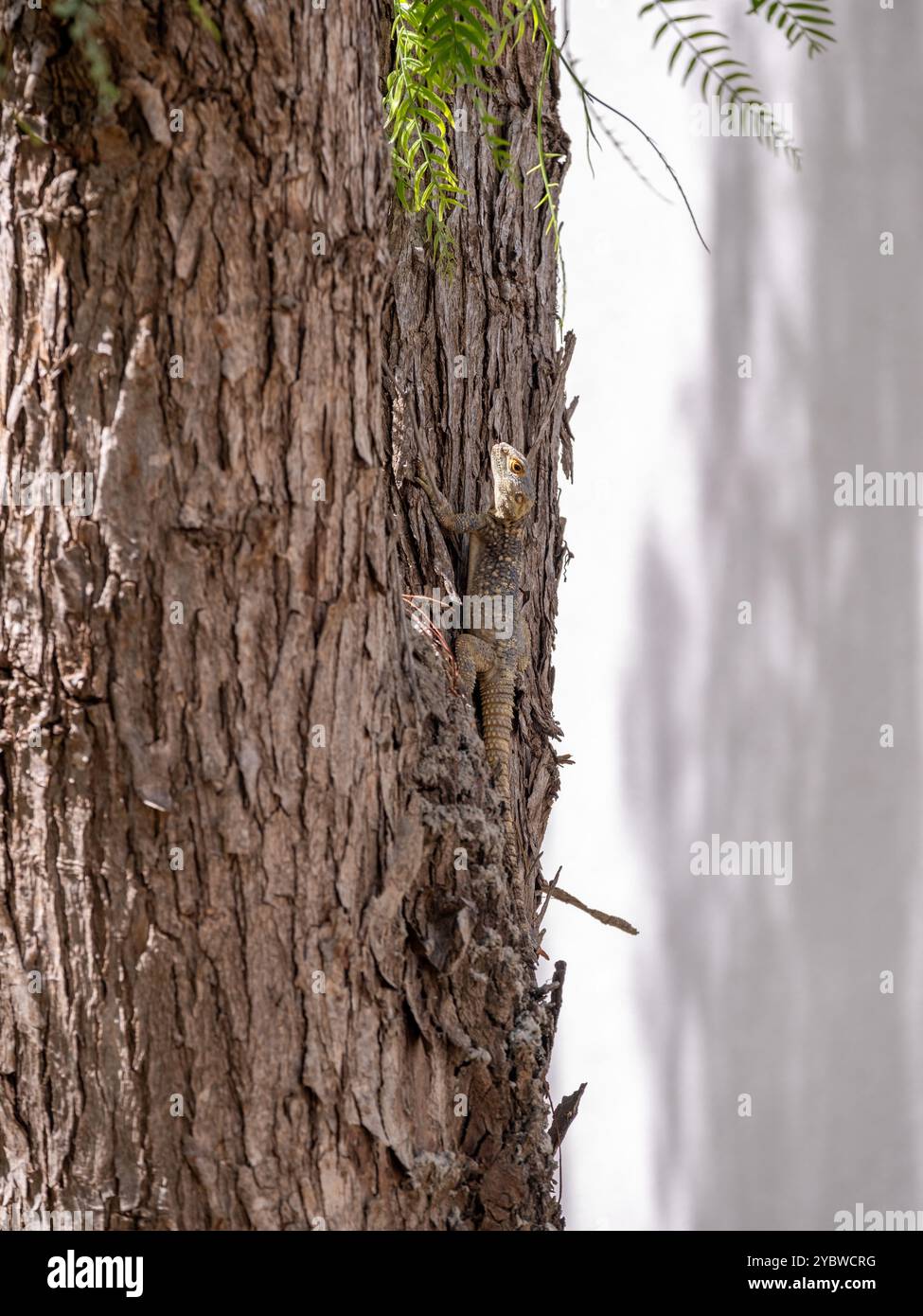 Green Chameleon climbing on a tree Stock Photo