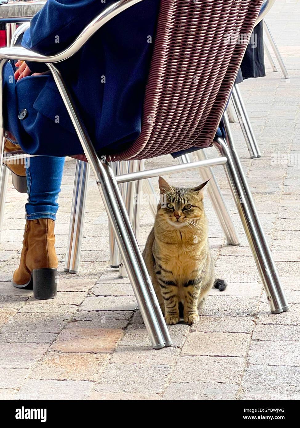 Stray cat in a terrace. - Smartphone Captured Stock Image