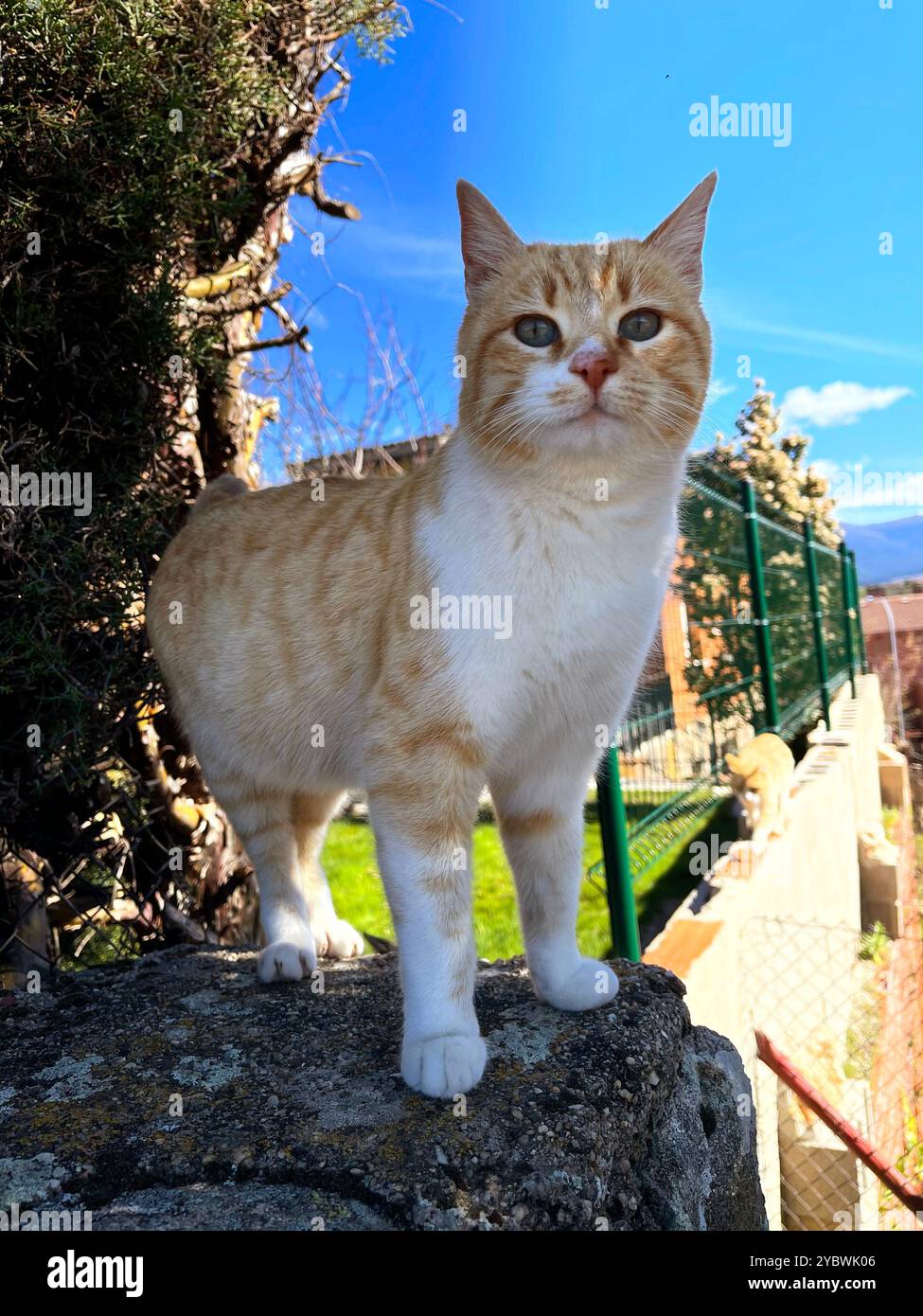 Tabby and white cat. - Smartphone Captured Stock Image
