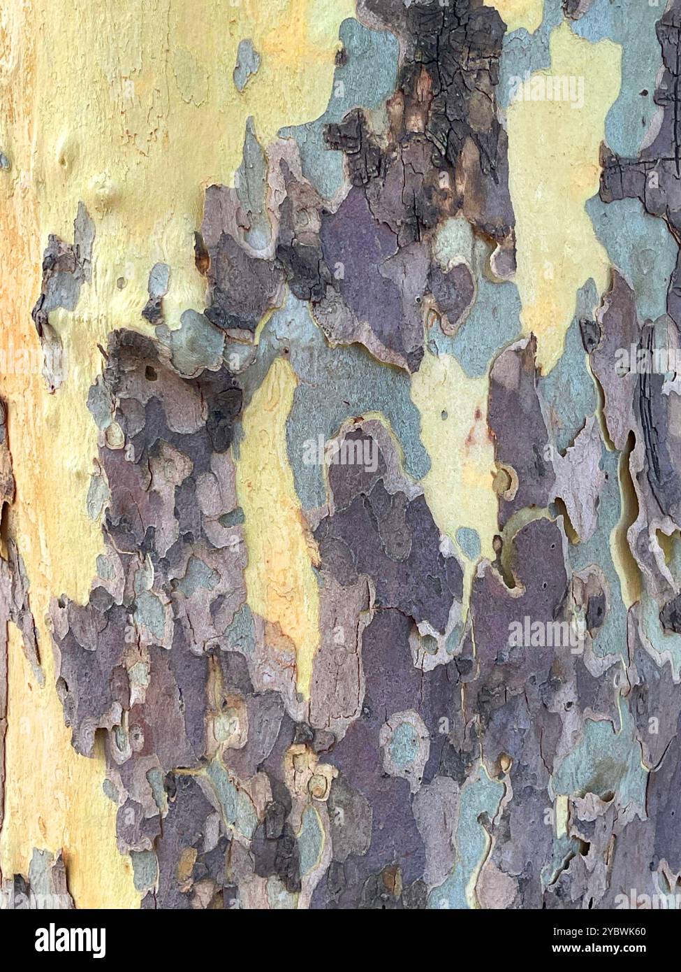 Tree trunk texture. - Smartphone Captured Stock Image