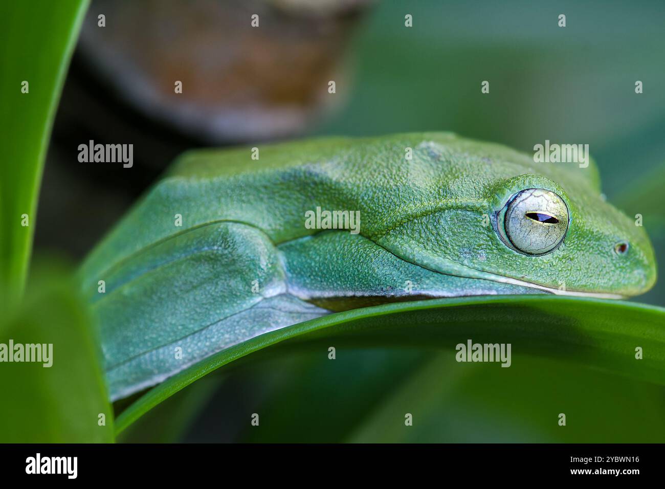 A vibrant green Taipei tree frog perched on a leaf in a lush, green ...