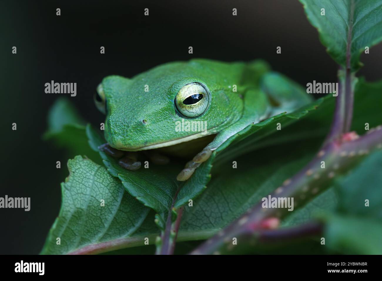 A vibrant green Taipei tree frog perched on a leaf in a lush, green ...