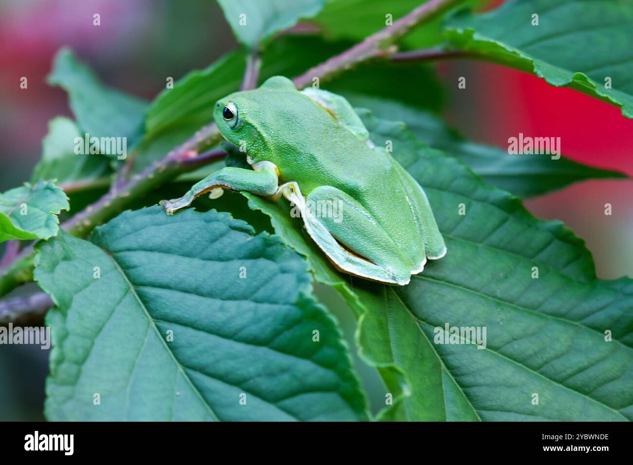 A vibrant green Taipei tree frog perched on a leaf in a lush, green ...