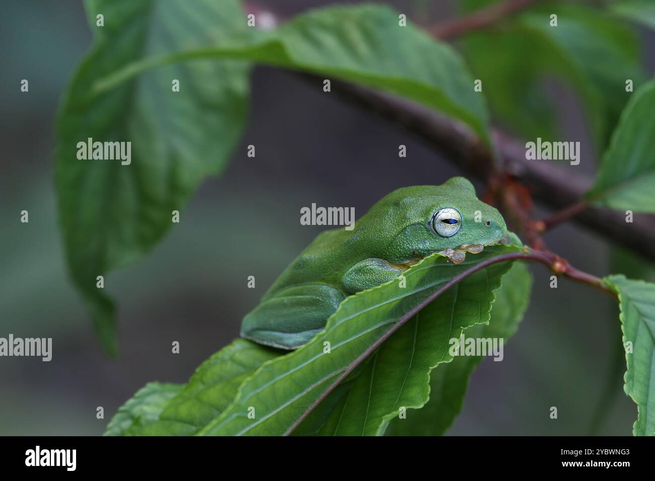 A vibrant green Taipei tree frog perched on a leaf in a lush, green ...