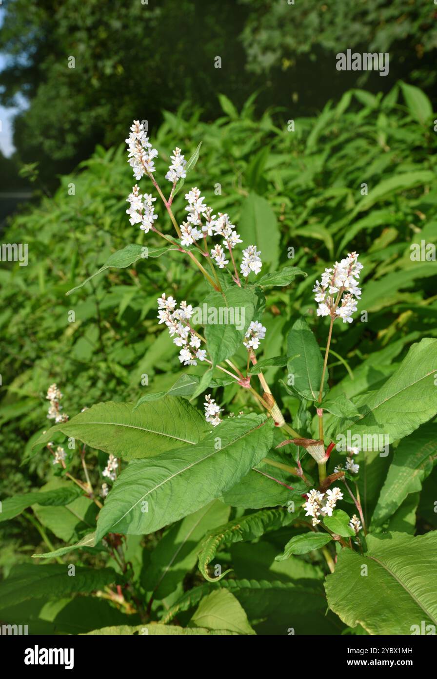 Himalayan Knotweed Hi res Stock Photography And Images Alamy himalayan-knotweed-hi-res-stock-photography-and-images-alamy