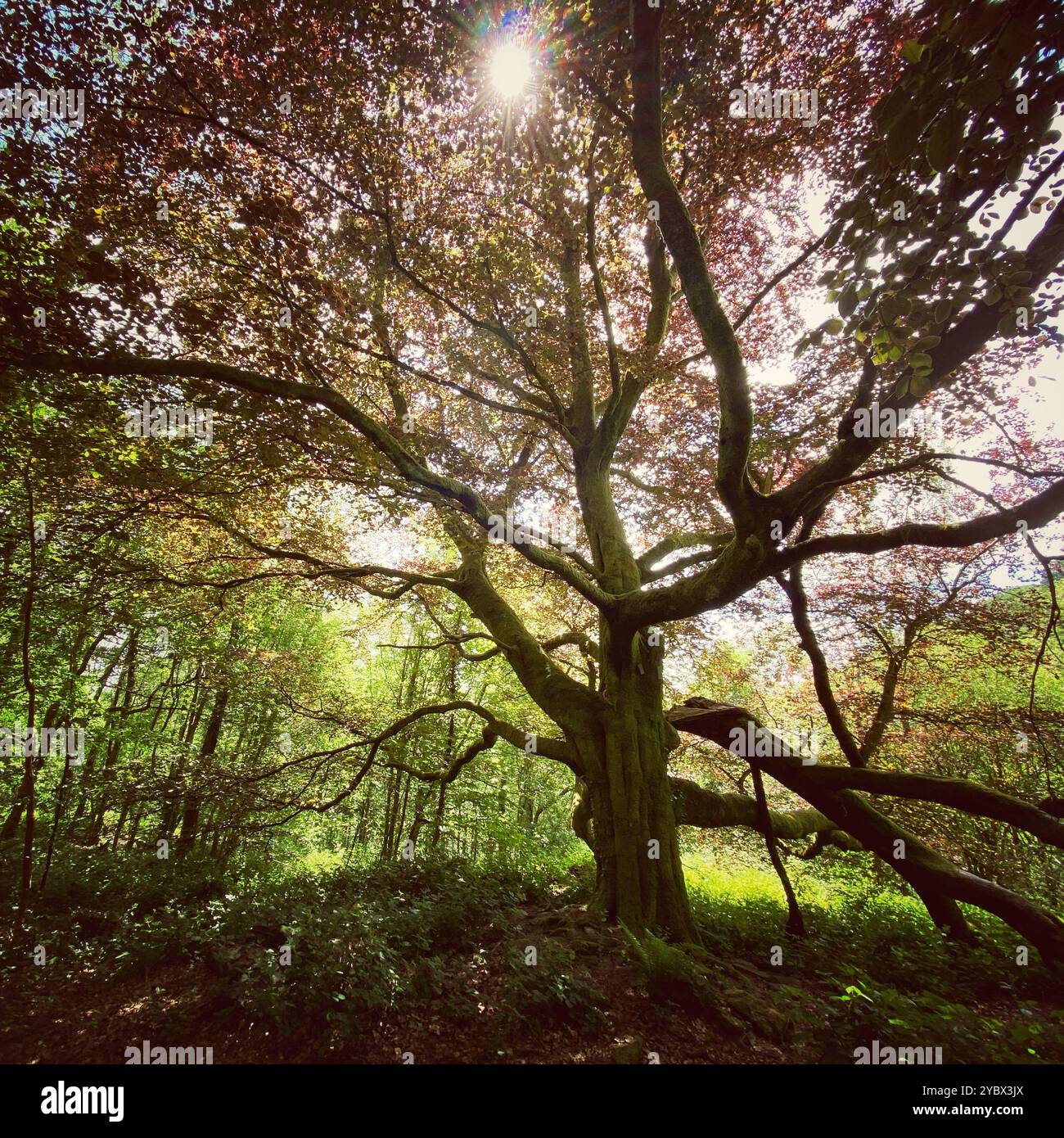 A photograph of a large beech tree in a forest, with autumnal colours and sunlight flare - Smartphone Captured Stock Image