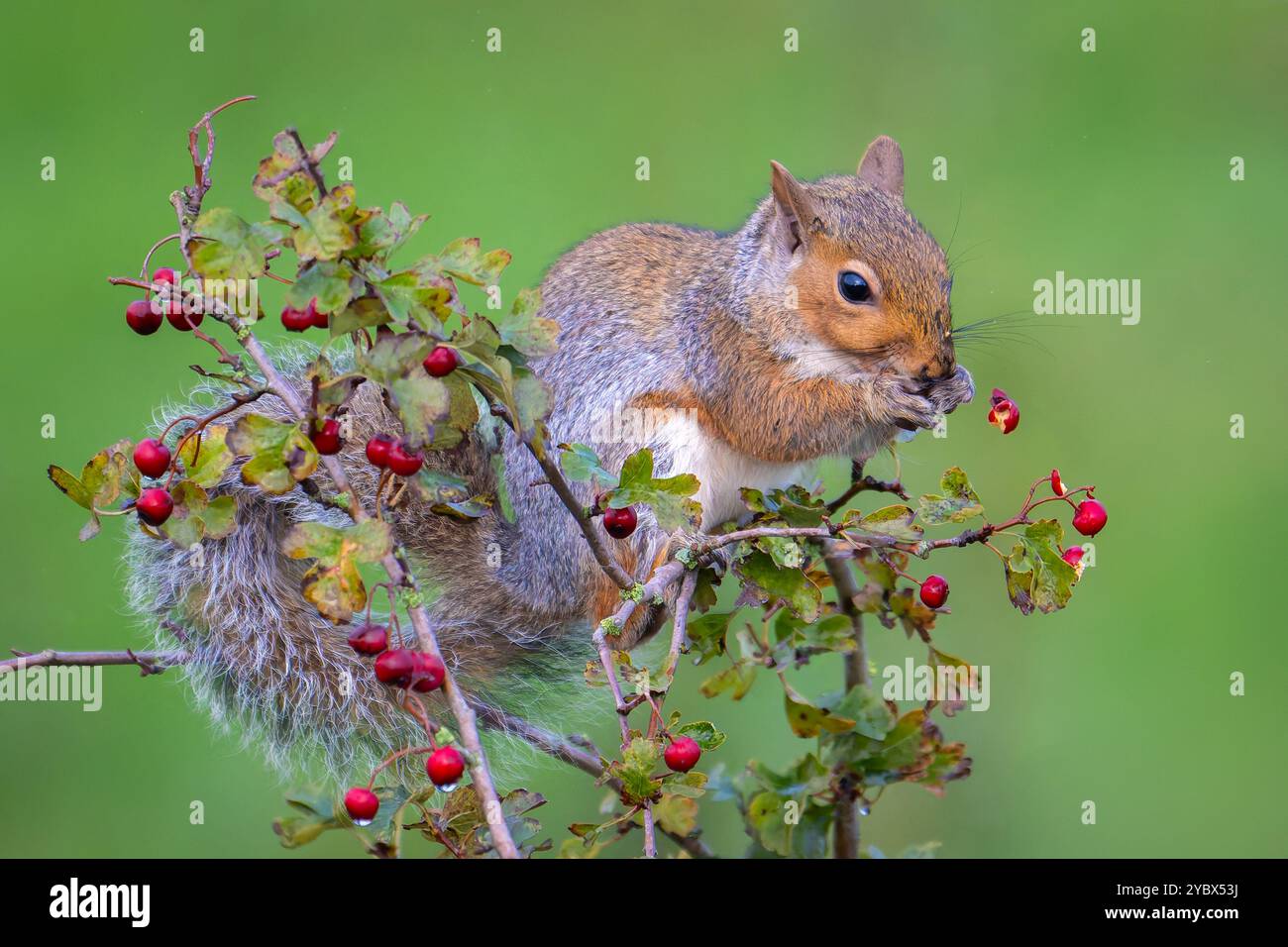Grey Squirrel - Sciurus carolinensis - Eating Berries Stock Photo