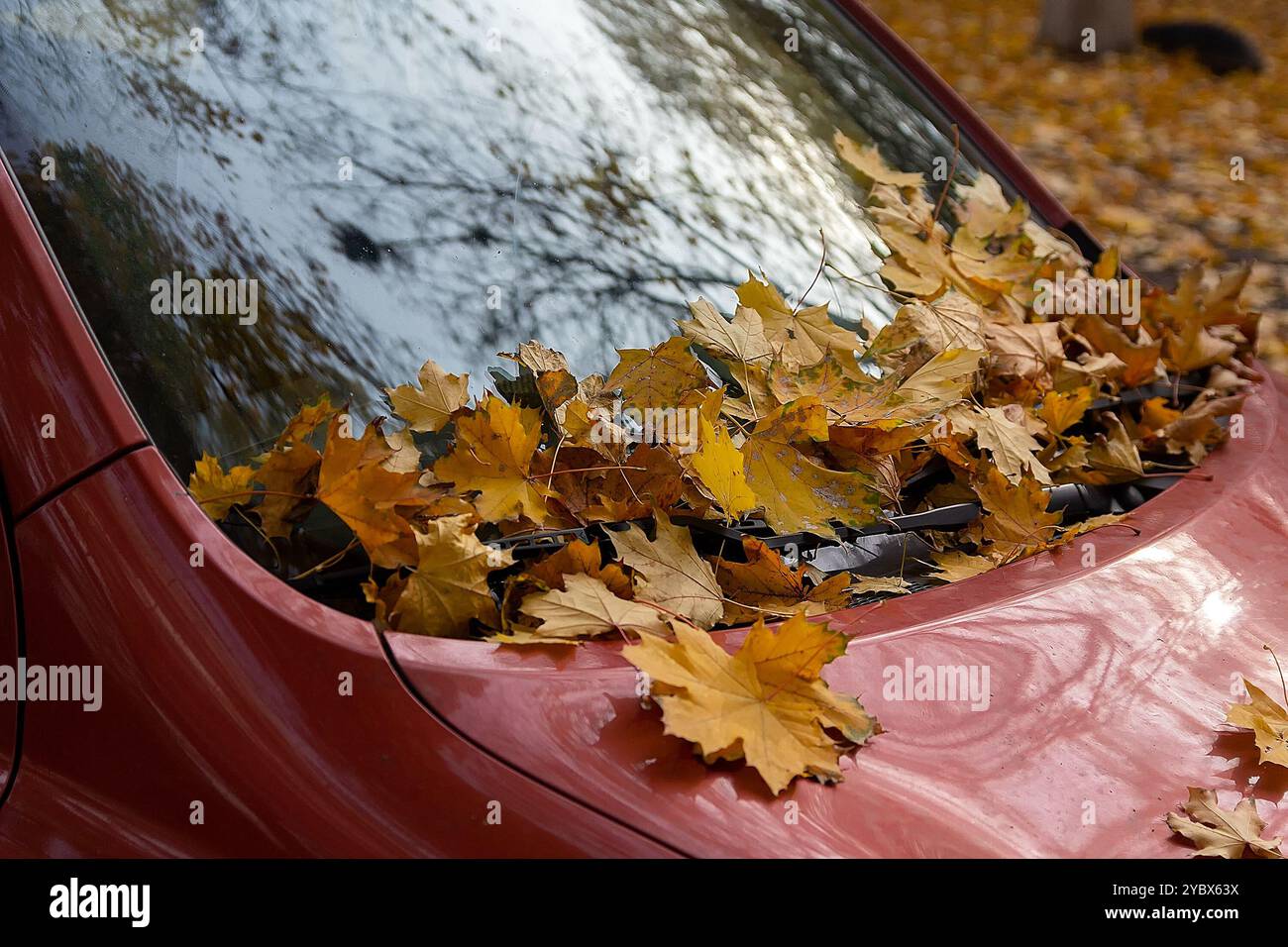 Falling autumn leaves on transparent hi-res stock photography and ...