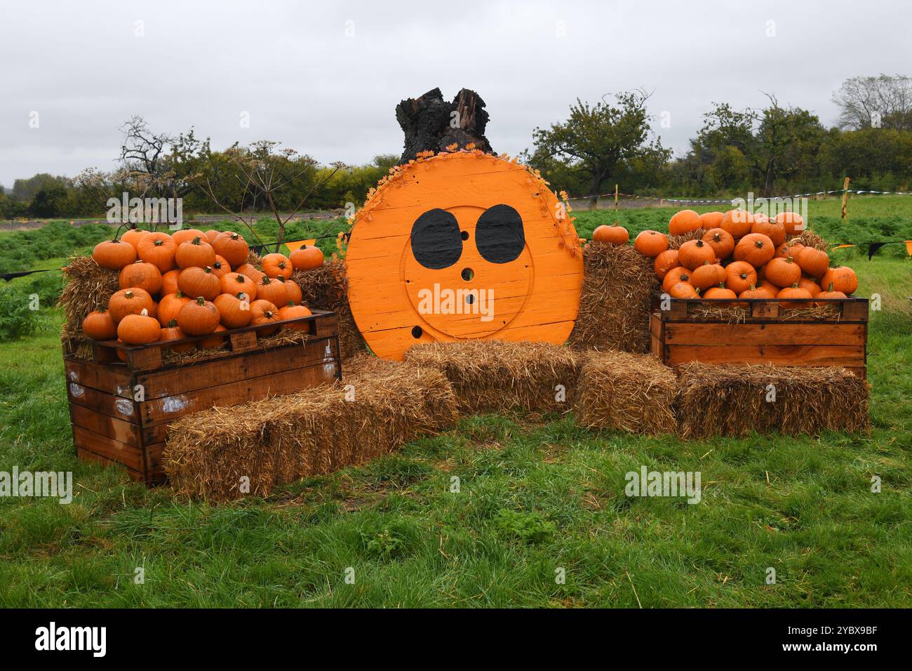 Halloween pumpkins display Stock Photo