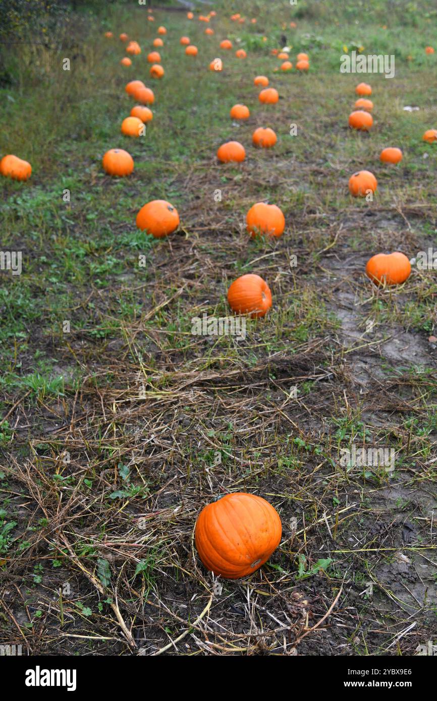 Pumpkin patch Stock Photo