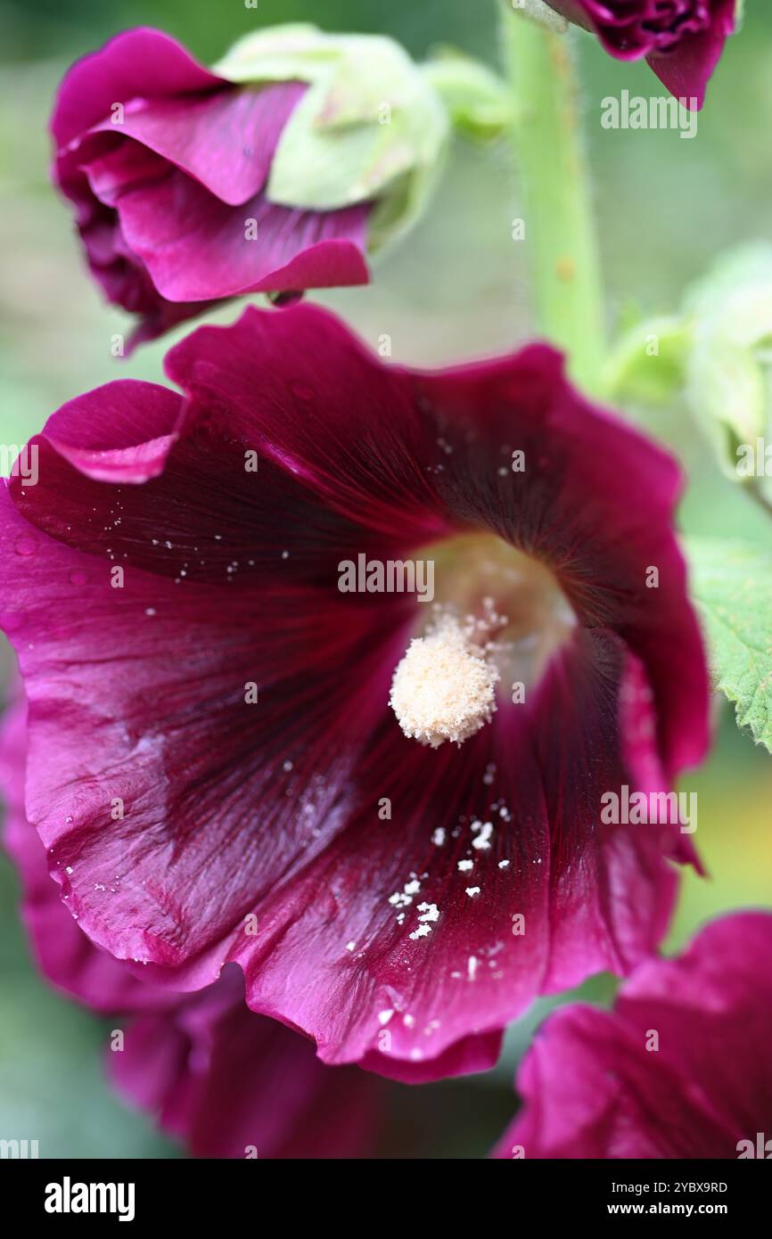 Deep purple summer blooms hi-res stock photography and images - Alamy