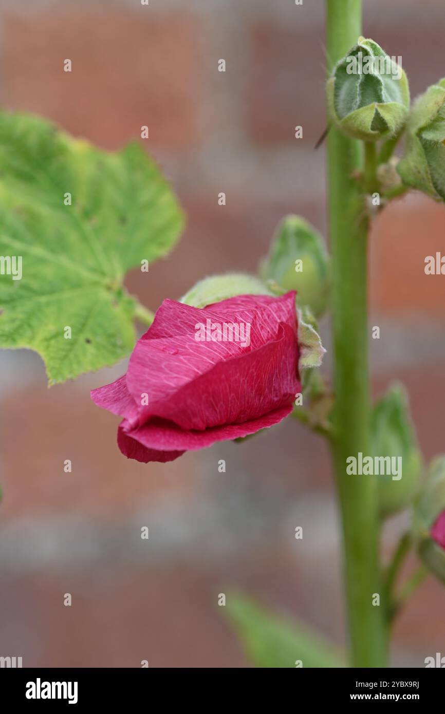 Deep pink hollyhock flower hi-res stock photography and images - Alamy