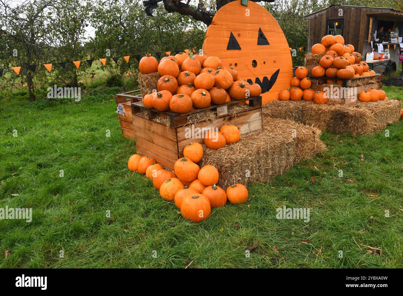 Halloween pumpkins display Stock Photo