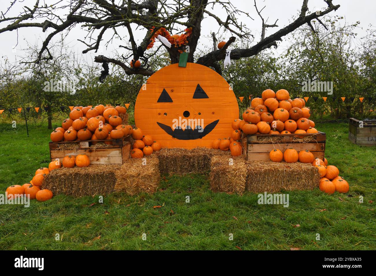 Halloween pumpkins display Stock Photo