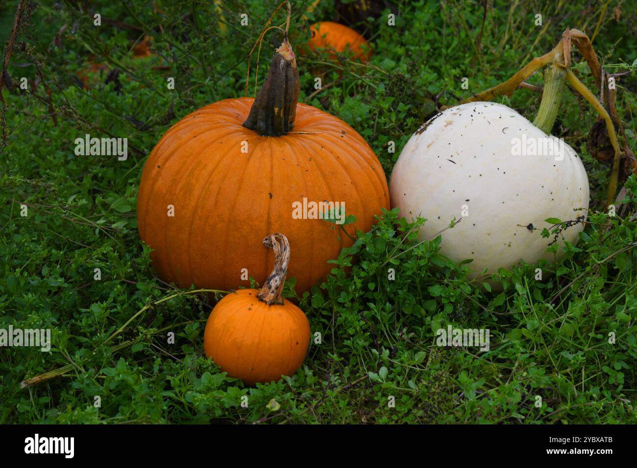 Pumpkin patch Stock Photo