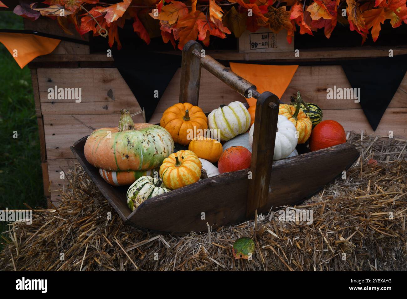 Pumpkin display Stock Photo