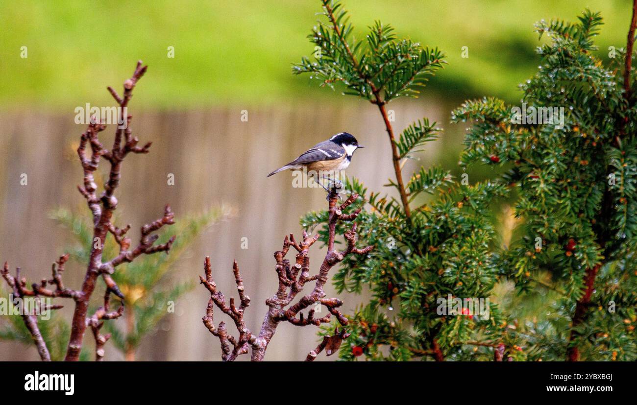 Dundee, Tayside, Scotland, UK. 20th Oct, 2024. UK Weather Autumn