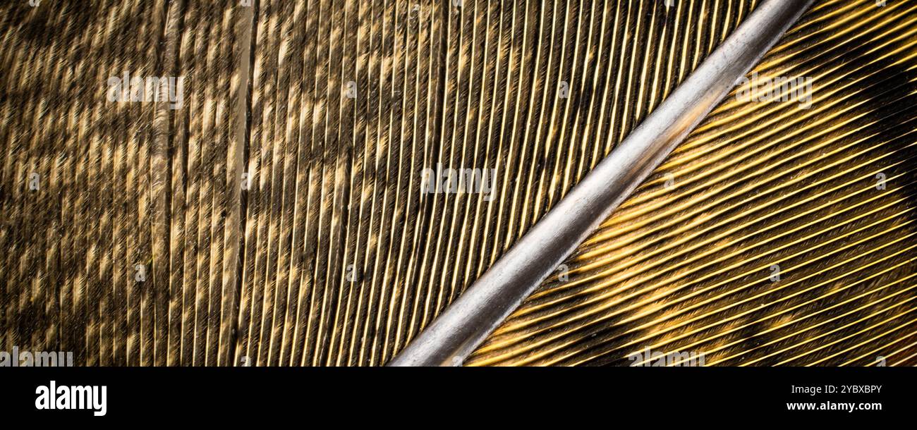 brown pheasant feathers with dark stripes. background Stock Photo